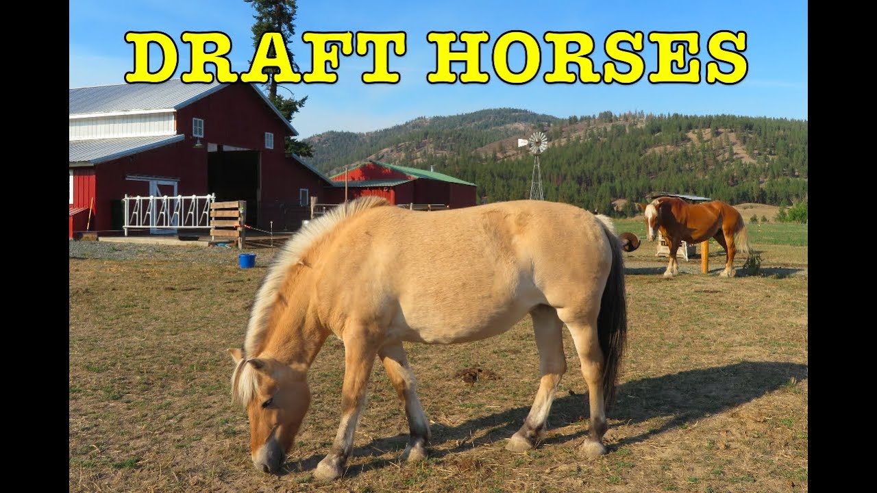 Draft Horses come to the farm! Meet the Norwegian Fjord and Belgian Mares Jodi and Kaesi