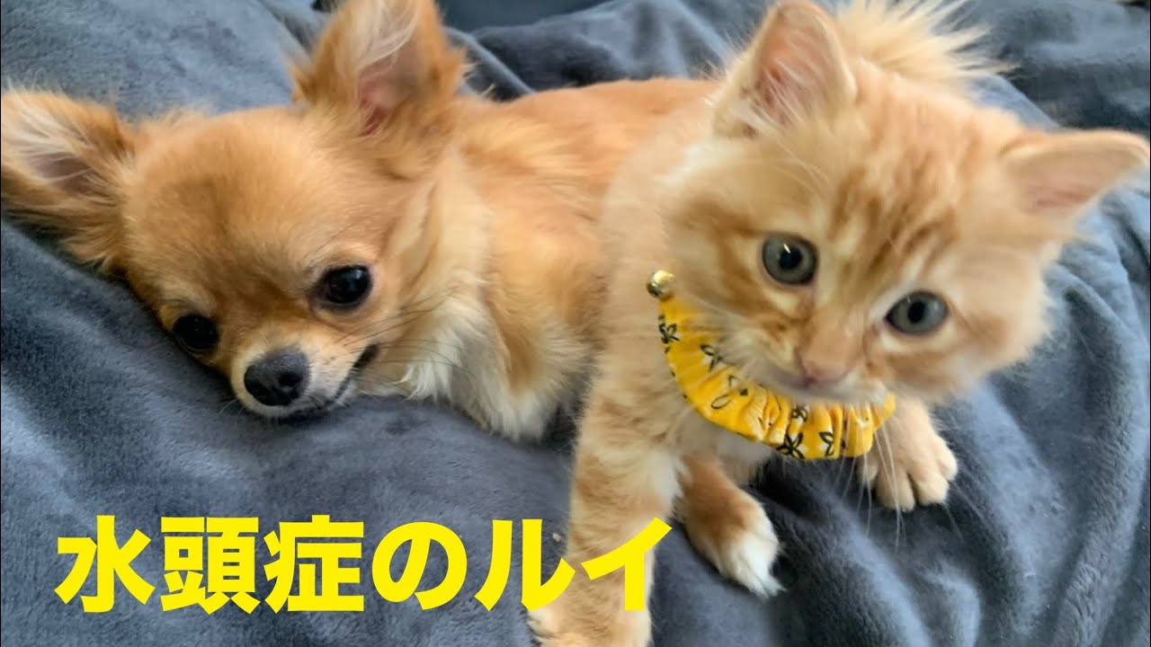 2026年1月11日　子猫ちゃん
