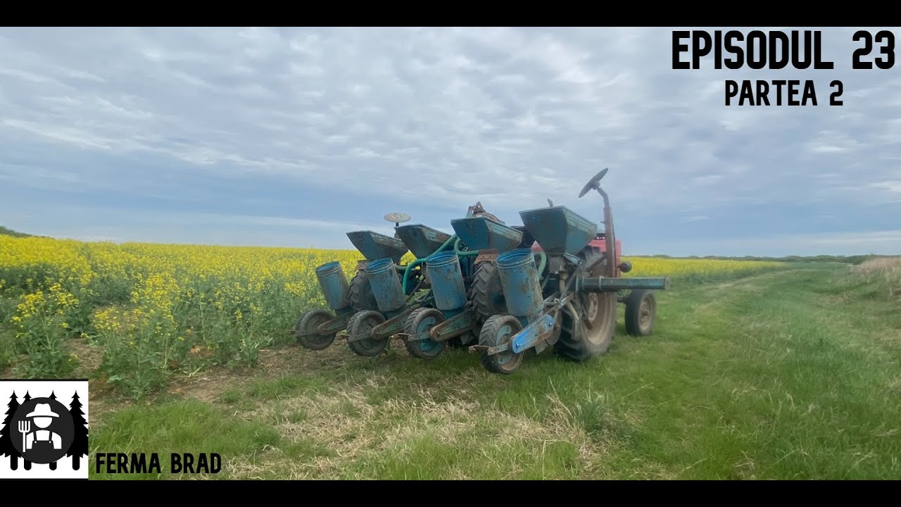 ( Partea 2 ) La semanat floarea soarelui