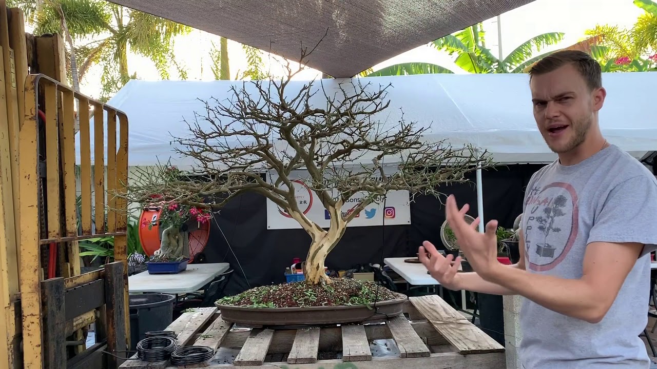 Преображение бразильского бонсай Raintree в магазине The Bonsai Supply