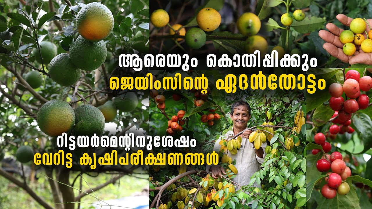 ആരെയും കൊതിപ്പിക്കും ഏദൻതോട്ടം | റിട്ടയർമെന്റിനുശേഷം വേറിട്ട കൃഷിപരീക്ഷണങ്ങൾ | Fruit Forest