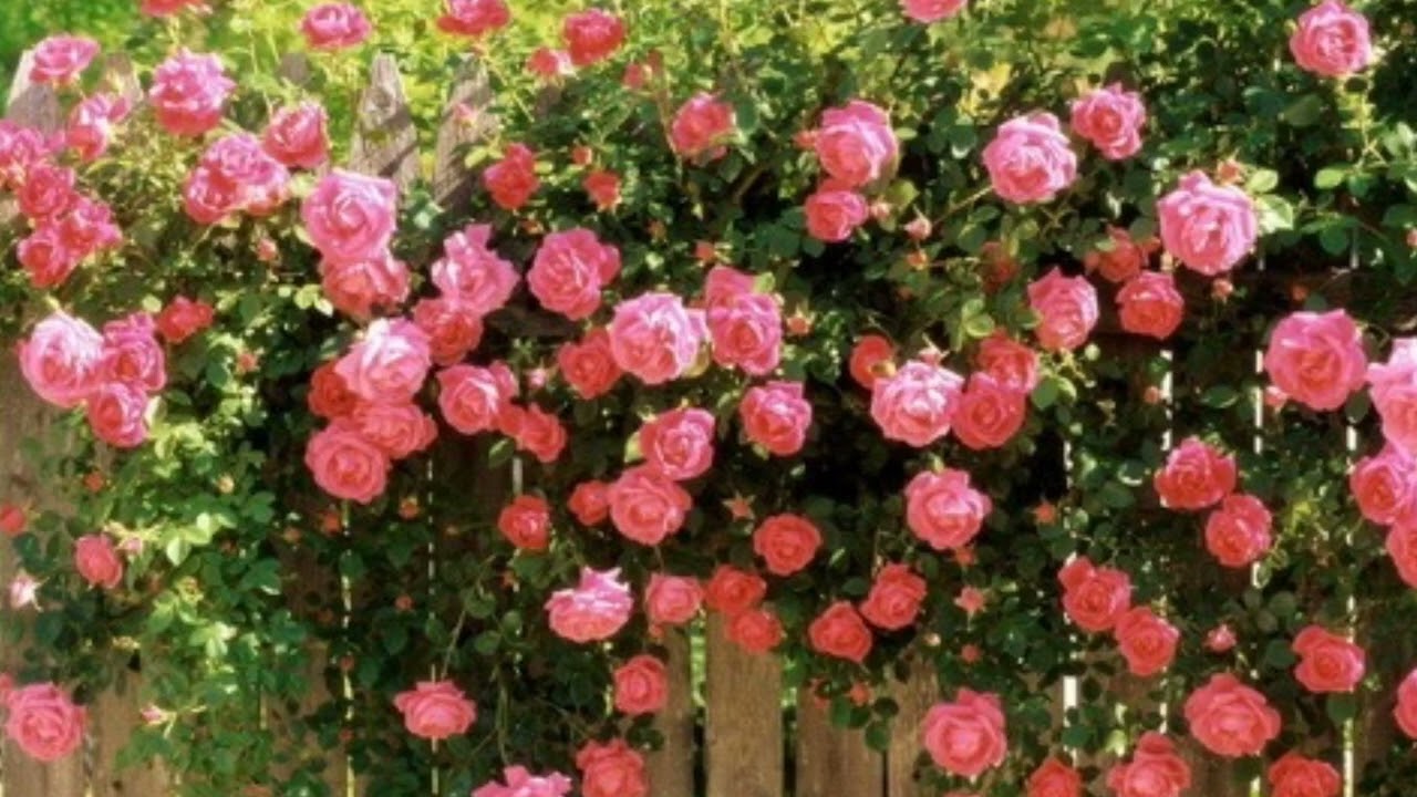 هوره  مرحوم دایی ئه ولعزیز حیدری