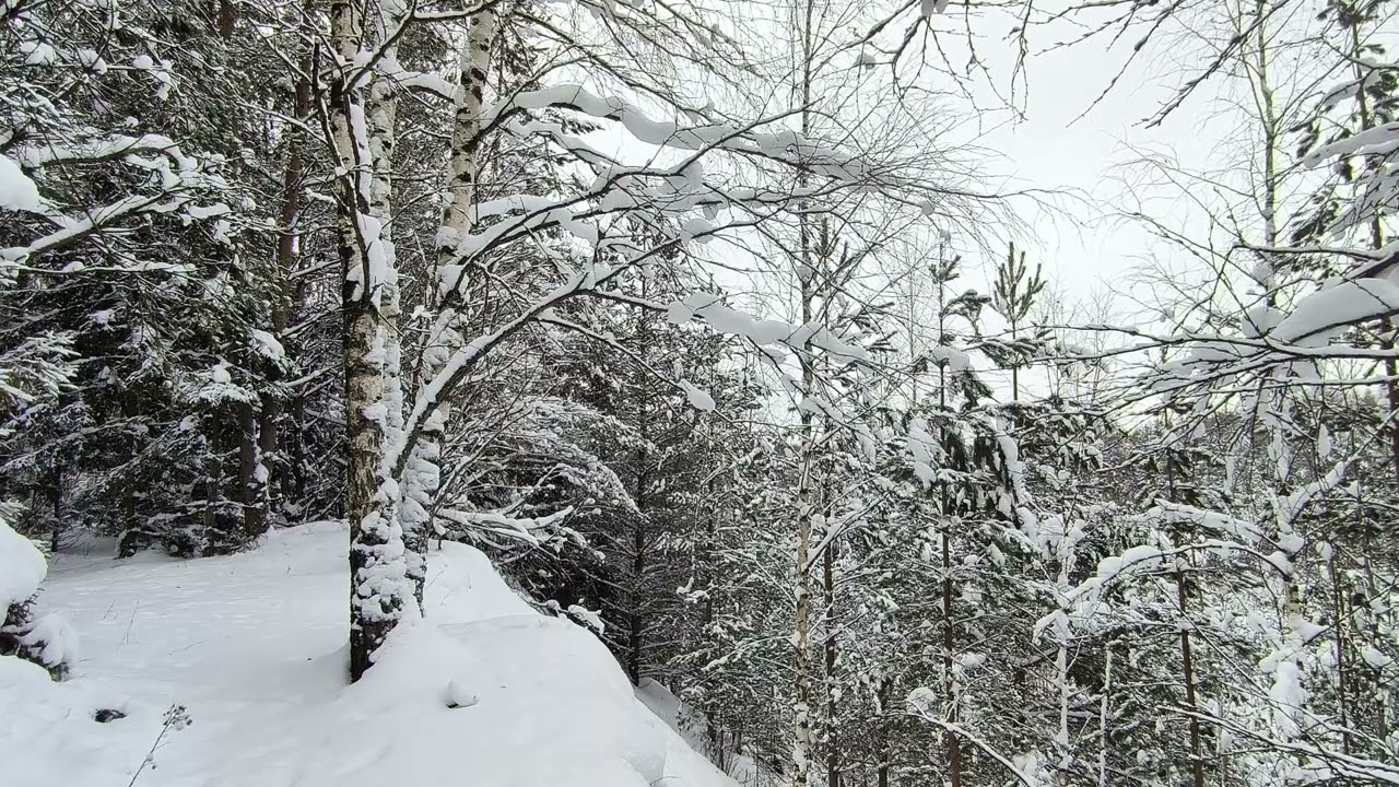 Snowy Forest. pt.6. January 2026