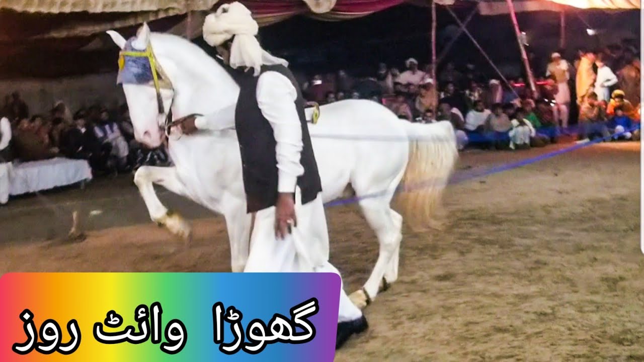 horse dance ghora white rose |mela shahamed basirpur 3march (48)
