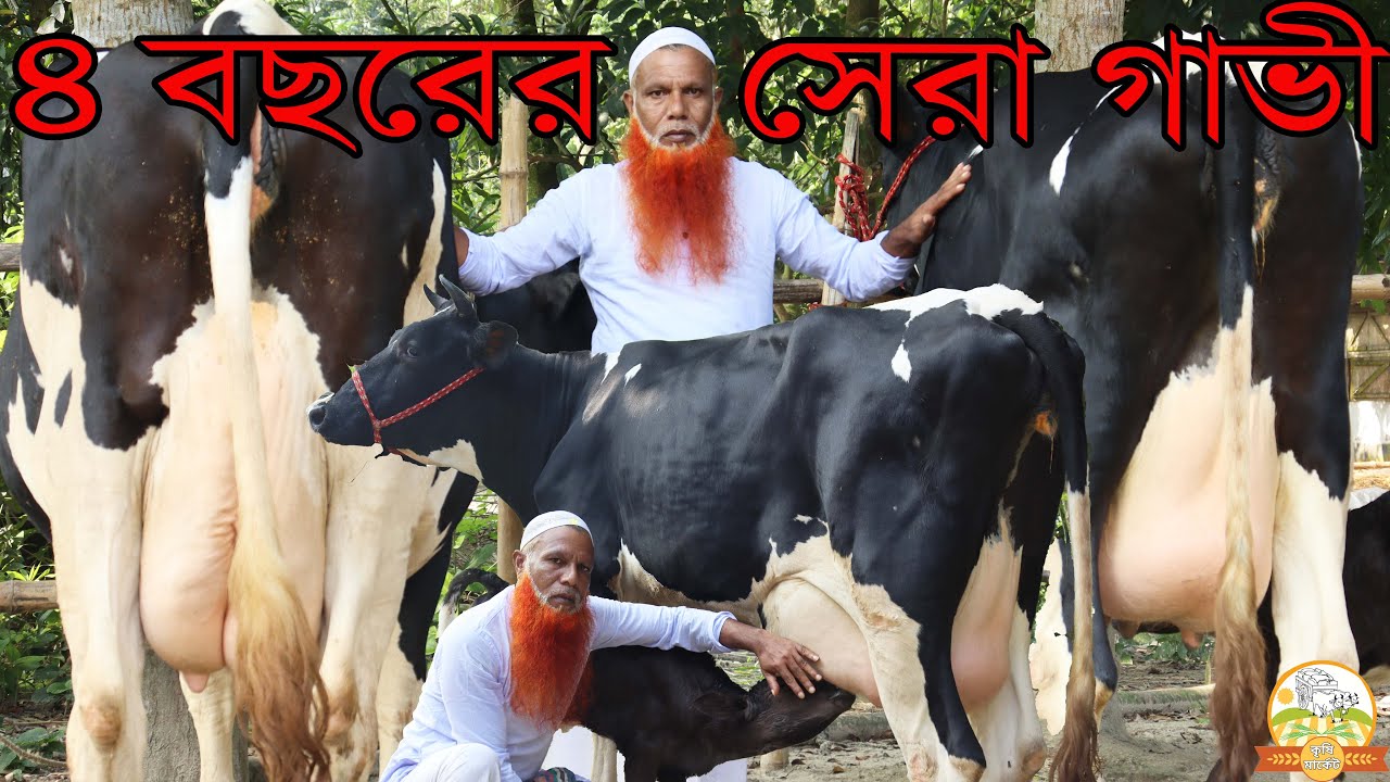 পাবনার ৪ বছরের সেরা গাভী ! কীভাবে গাভী কিনবেন ও খামার করবেন শুনুন সুমাইয়া ডেইরির মমিন কাকার মুখে