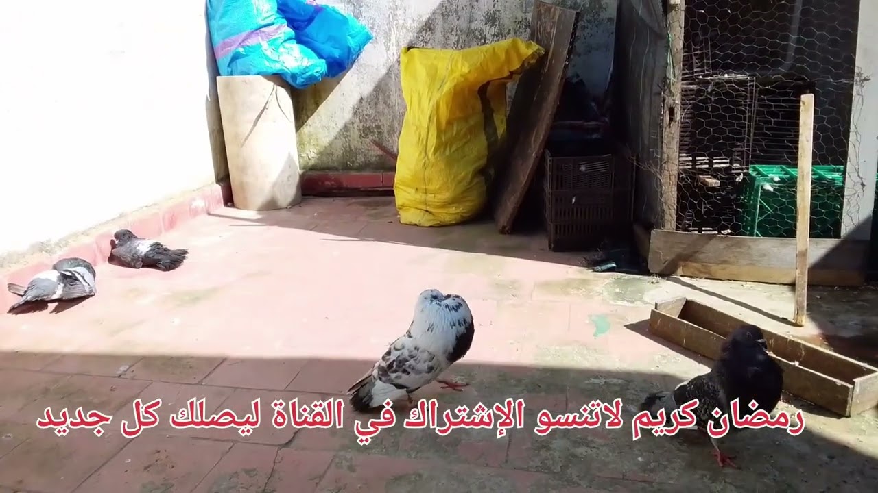 توليعة هد صباح في رمضان كريم جو رائع مشمس لاتنسو الإشتراك في القناة ليصلك كل جديد 