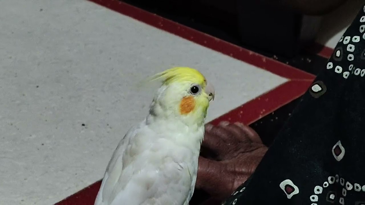 cute 🥰 Punu 🫶😍🧿 #viral #birds #subscribe #coctail #parrot 