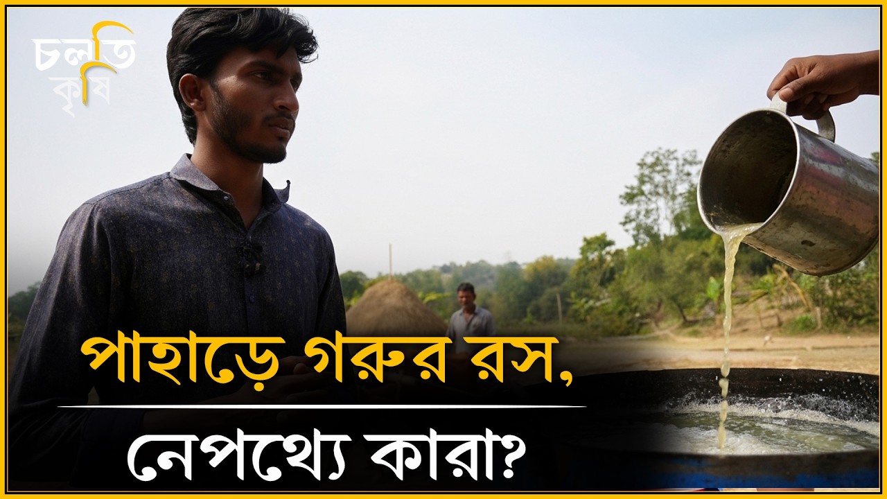 গরু দুধ দেয় না, ৮০ লিটার 'রস' দেয়!!! | চলতি কৃষি
