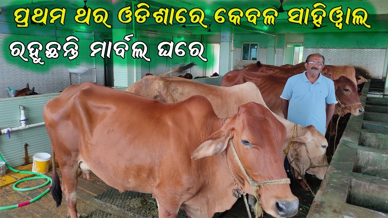 କେବଳ ସାହିୱାଲ୍ ପ୍ରଜାତିର ଗାଈ ପାଳନ || Only Sahiwal breed dairy farming in Odisha.