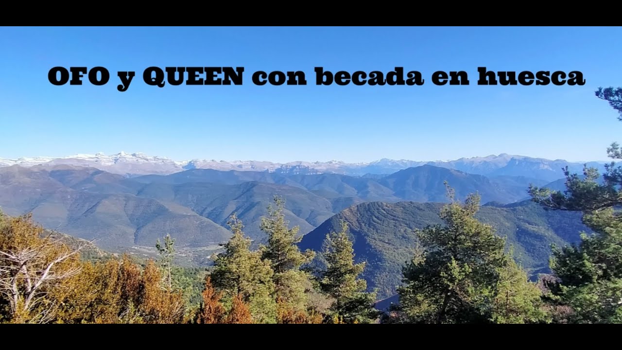 Becada en Huesca