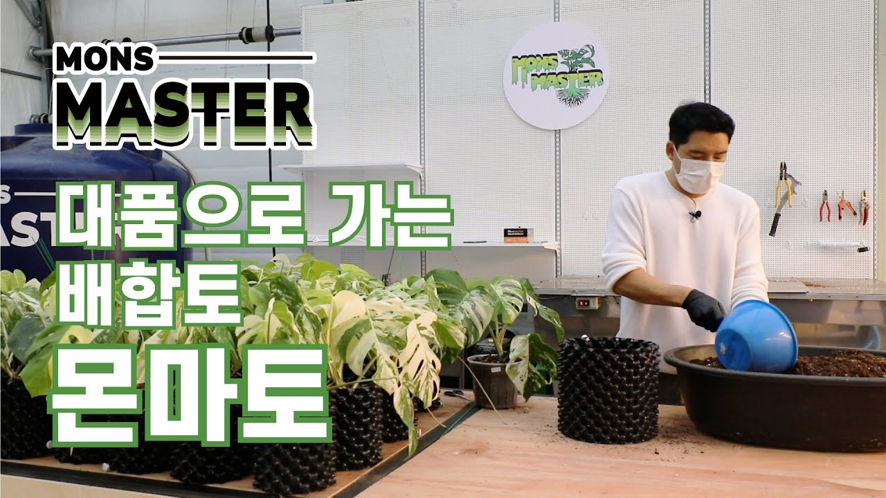 대품으로 가는 배합토, 몬마토