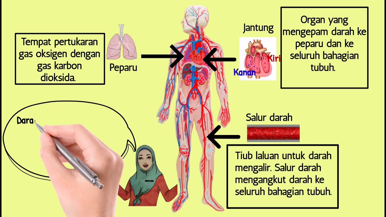 SAINS TAHUN 5 : UNIT 2 - MANUSIA ( Sistem & Laluan Peredaran Darah)
