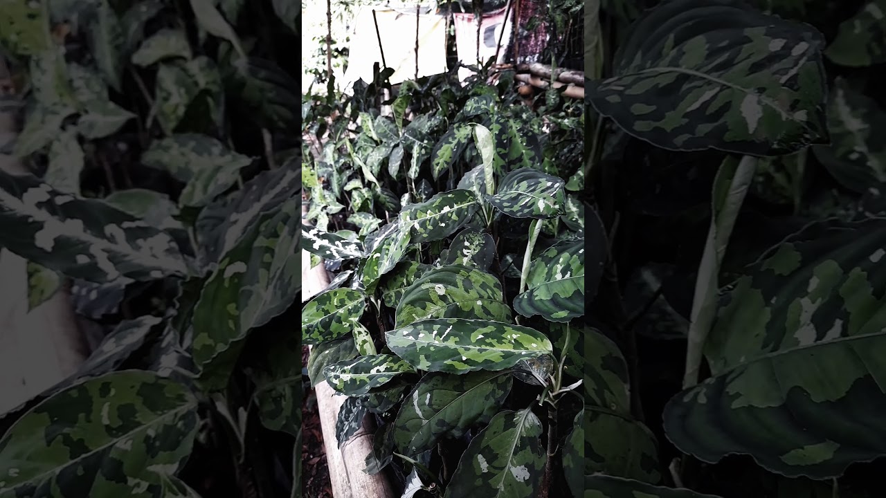 Ready For Sell Aglaonema Pictum Tricolor.