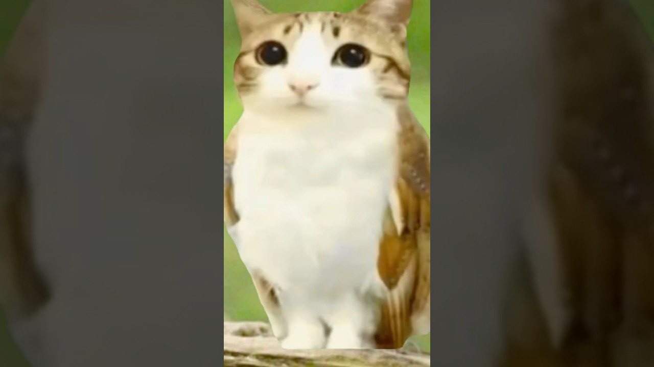 I&rsquo;m a new soul❤️&zwj;🩹//Meowl Meme//Tags: #meow #ai #cat #cats #catshort