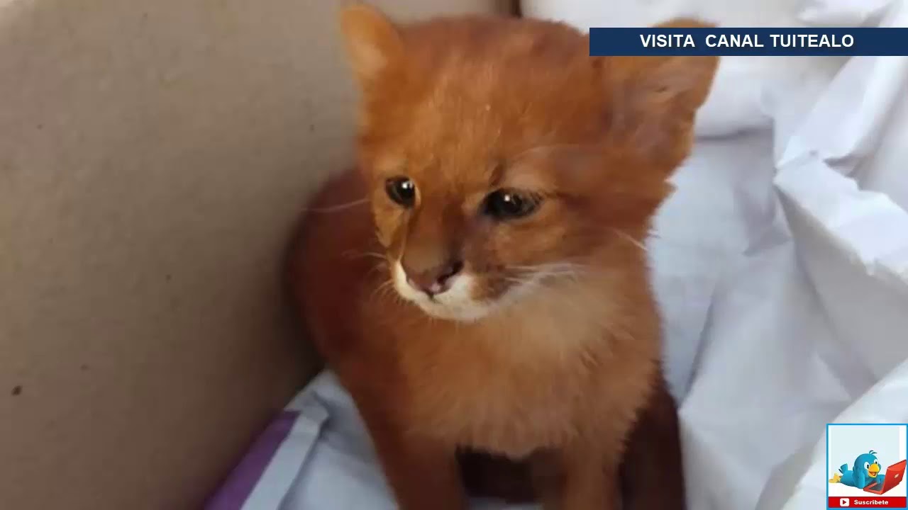 Mujer adopta 'gatito' abandonado y en realidad era un puma