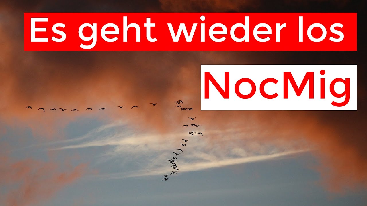Nächtlicher Vogelzug (NocMig) | Es geht wieder los! Februar 2021