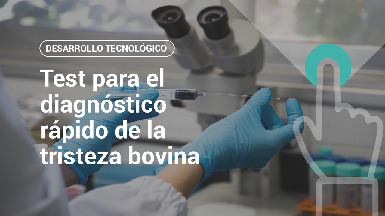 Test para el diagnóstico rápido de la tristeza bovina