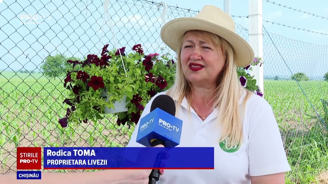 Afine, cătină și aronia din Ungheni: Povestea unei familii care vrea să cucerească piețele externe