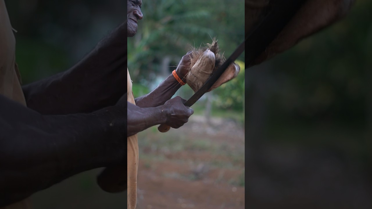 Powerful Jamaican  man  with coconut #reggae #music #bobmarley #rastafari #africa #rastamusic  #tvd