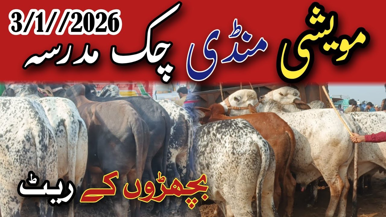 Aaj Ke Bachray Rates 🔥 | Chak Madrasa Mandi Qavi Baba Bahawalnagar | Calf Farming Update