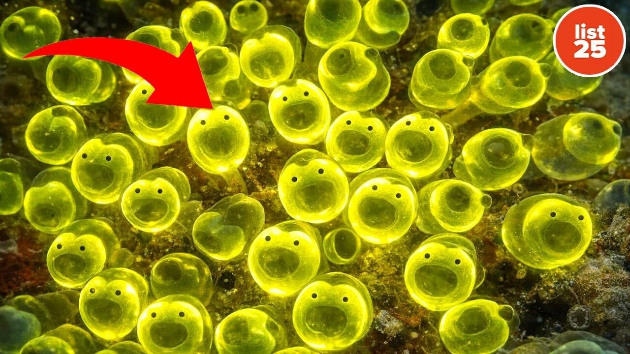 25 Times Nature Hit the Undo Button