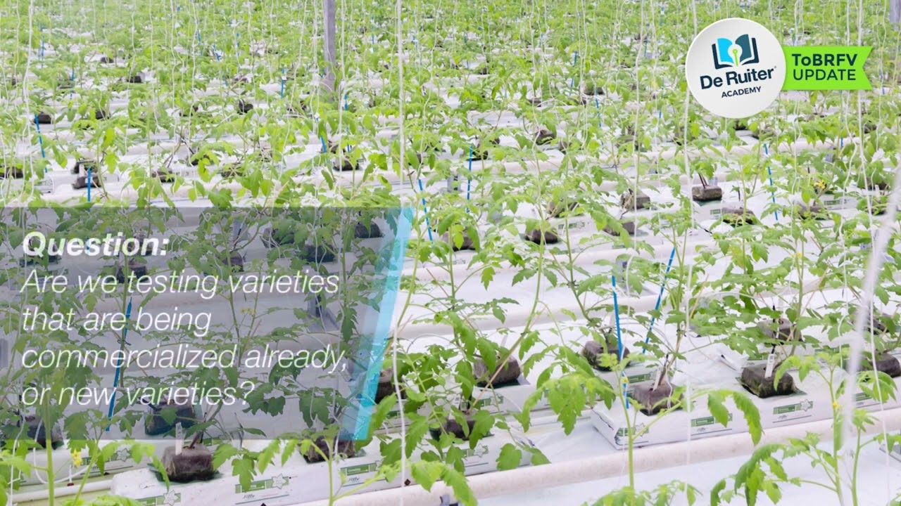 Академия De Ruiter &reg;  Часть 1 Работа над долгосрочной устойчивостью к ToBRFV