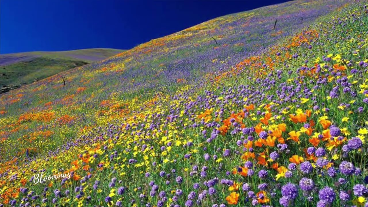 Atacama Flowering Desert | Wide Valley of Flowers | Marvel of Nature | Chile&rsquo;s Flowering Desert