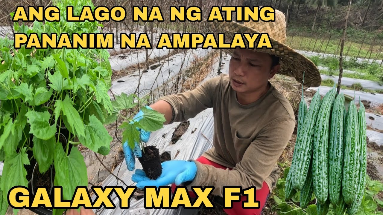 PINAGTULUNGAN NAMIN NI MOMMY MAGTANIM NG 250 PUNO NG AMPALAYA 