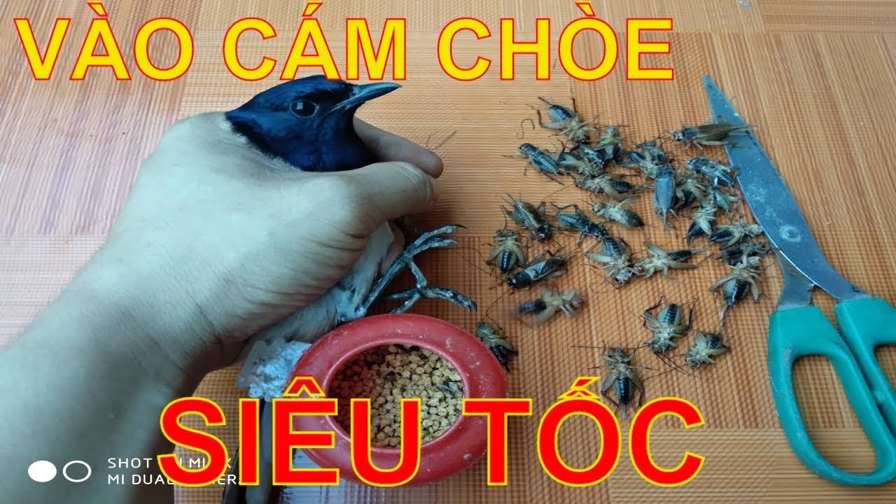 VÀO CÁM CHÒE SIÊU TỐC -NÊN XEM