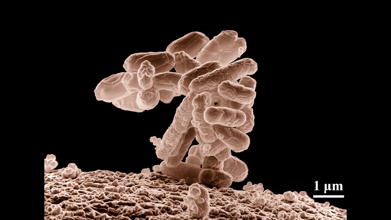 Reproducen proteína del coronavirus