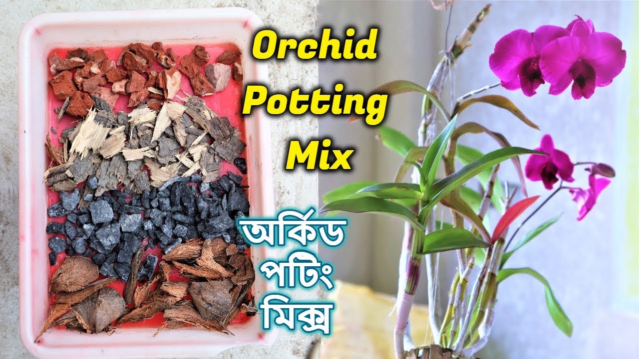 বাড়িতে বিনামূল্যে অর্কিড পটিং মিক্স তৈরি করুন || Best Potting Mix For Orchid flower plants