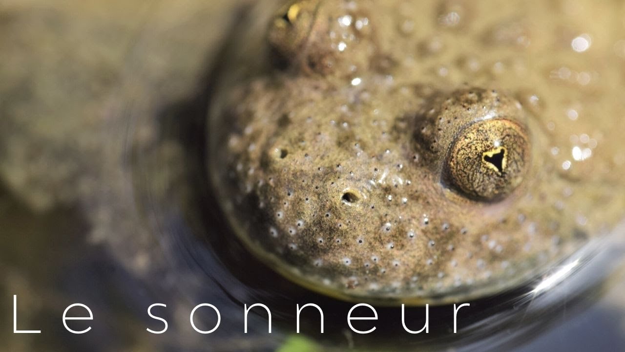 JE COMPTE LES SONNEURS🔬Sciences
