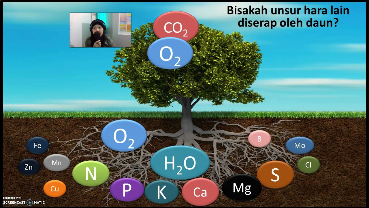 Nutrisi Mineral Tanaman dan Asimilasi