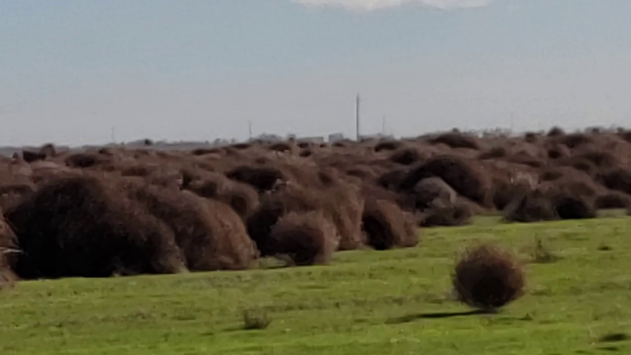 Tumbleweed Stampede