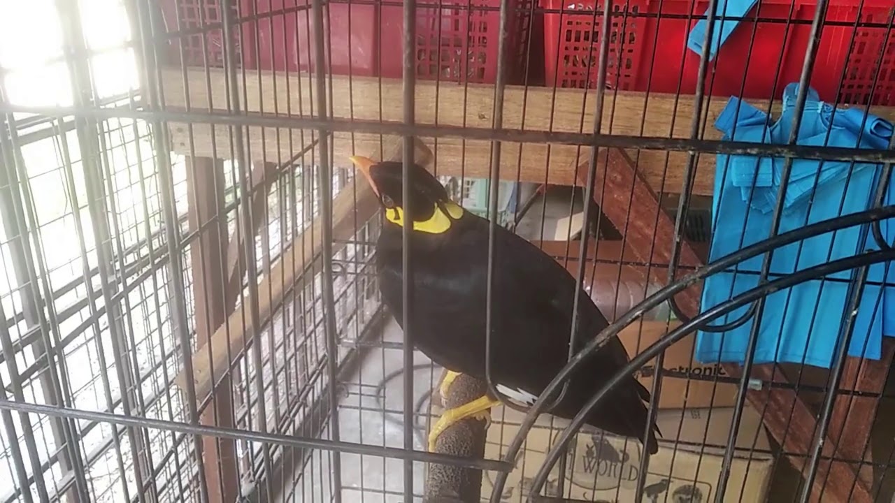 Burung tiong / burung beo bagi salam, meow, bunyi hon dan cakap kelantan I 4K