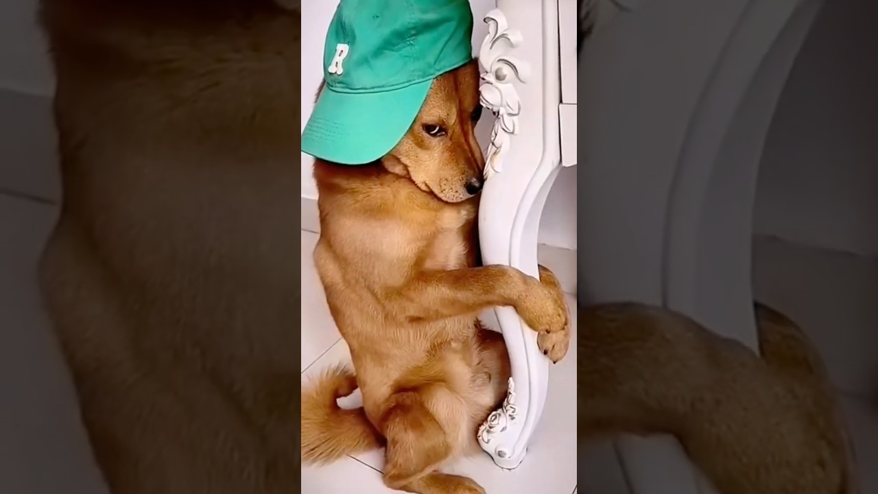Cute Pet Debut Plan # Confusing Behavior of Animals # Daily Life of Dogs 