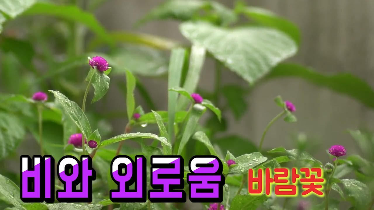 바람꽃 - 비와 외로움  색소폰 장진수 기타 임영수 제작 백운TV 스튜디오 HD