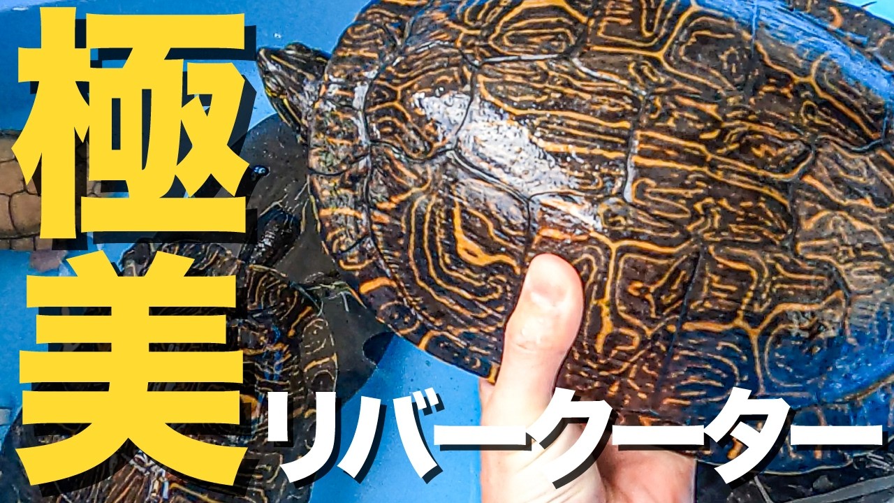 美しい!!かっこいい!!リバークーター!!   #亀 #turtle