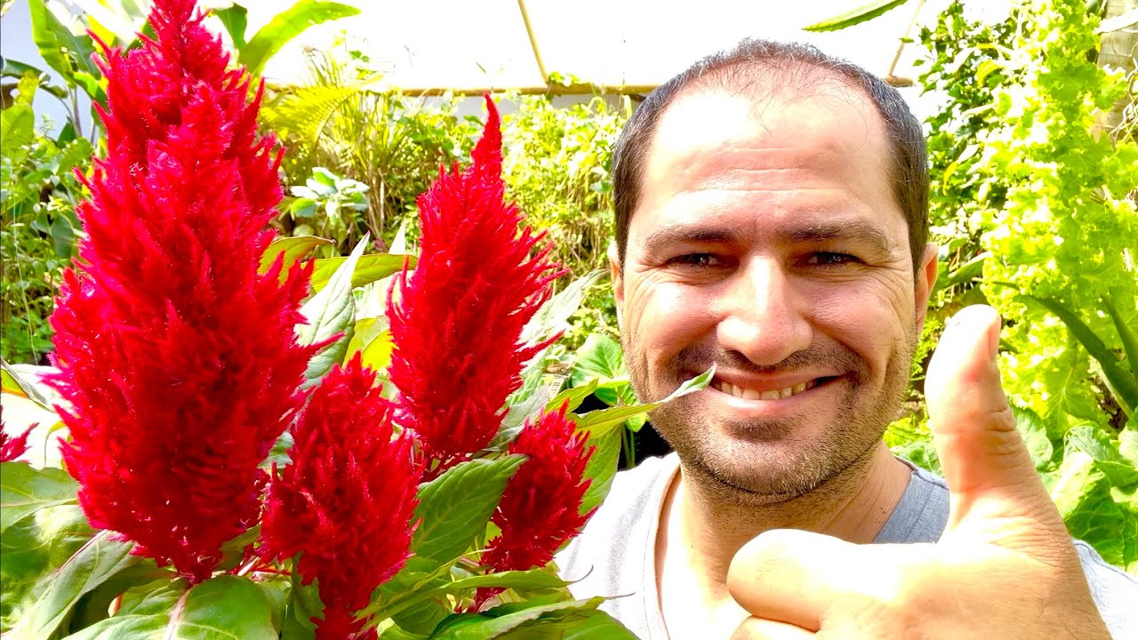 COMO PLANTAR CELOSIA CORRETAMENTE - NÃO MANTENHA NO VASO QUE COMPROU