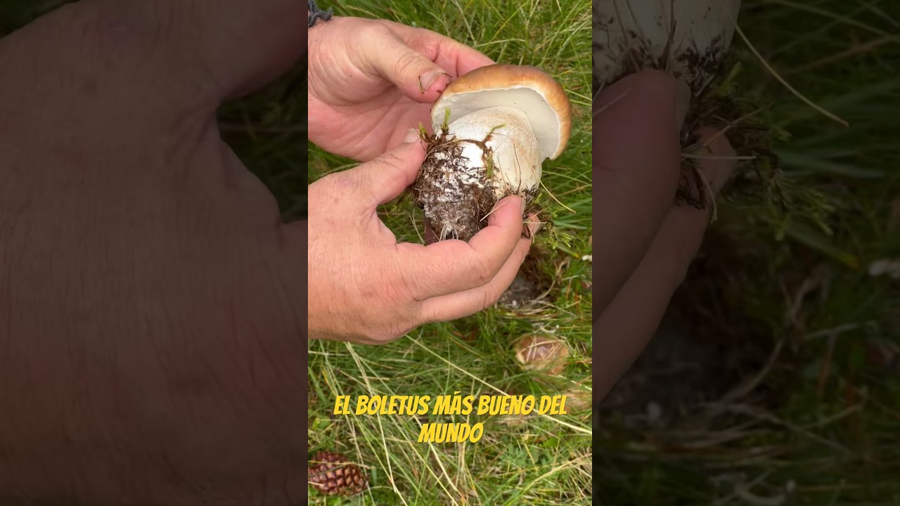 El boletus m&aacute;s bueno del Mundo. #funghi #funghiporcini #setas #boletus #mushroom #mushrooms