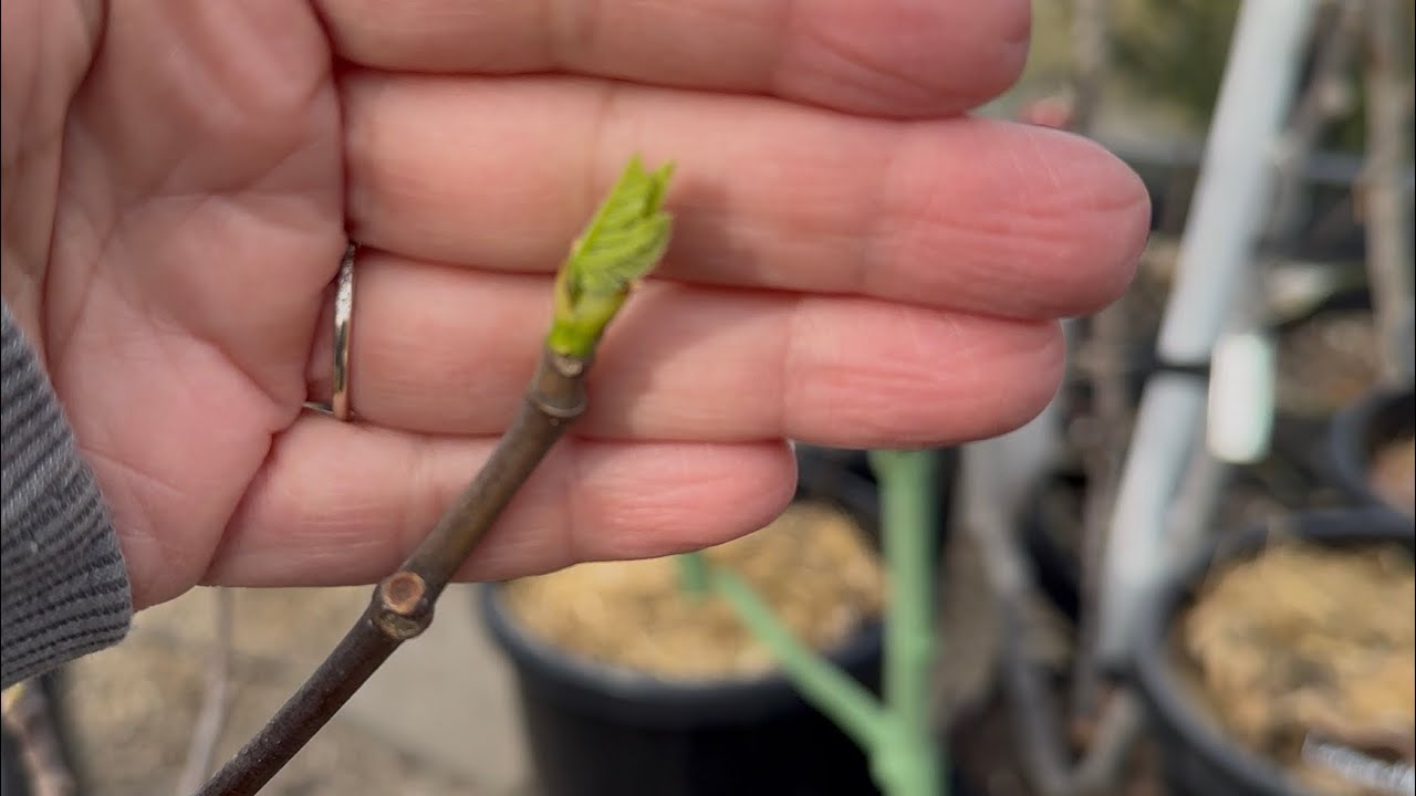 March 1 - Zone 5B/6A: Fig Greenhouse 