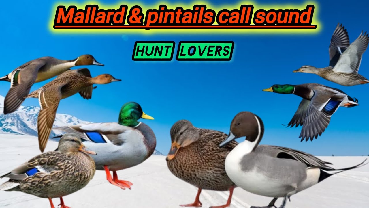 Mallard and pintails duck call sound | mallard duck | pintails sounds | Clear Sound HD quality | mp3
