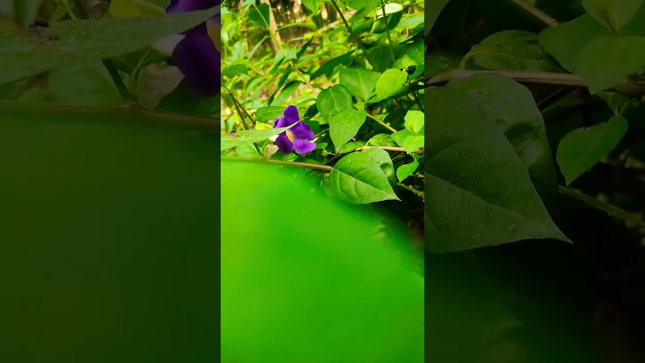 bluebellvine, blue pea, butterfly pea,cordofanpea #Darwin pea, #blue #viral #trending #trending
