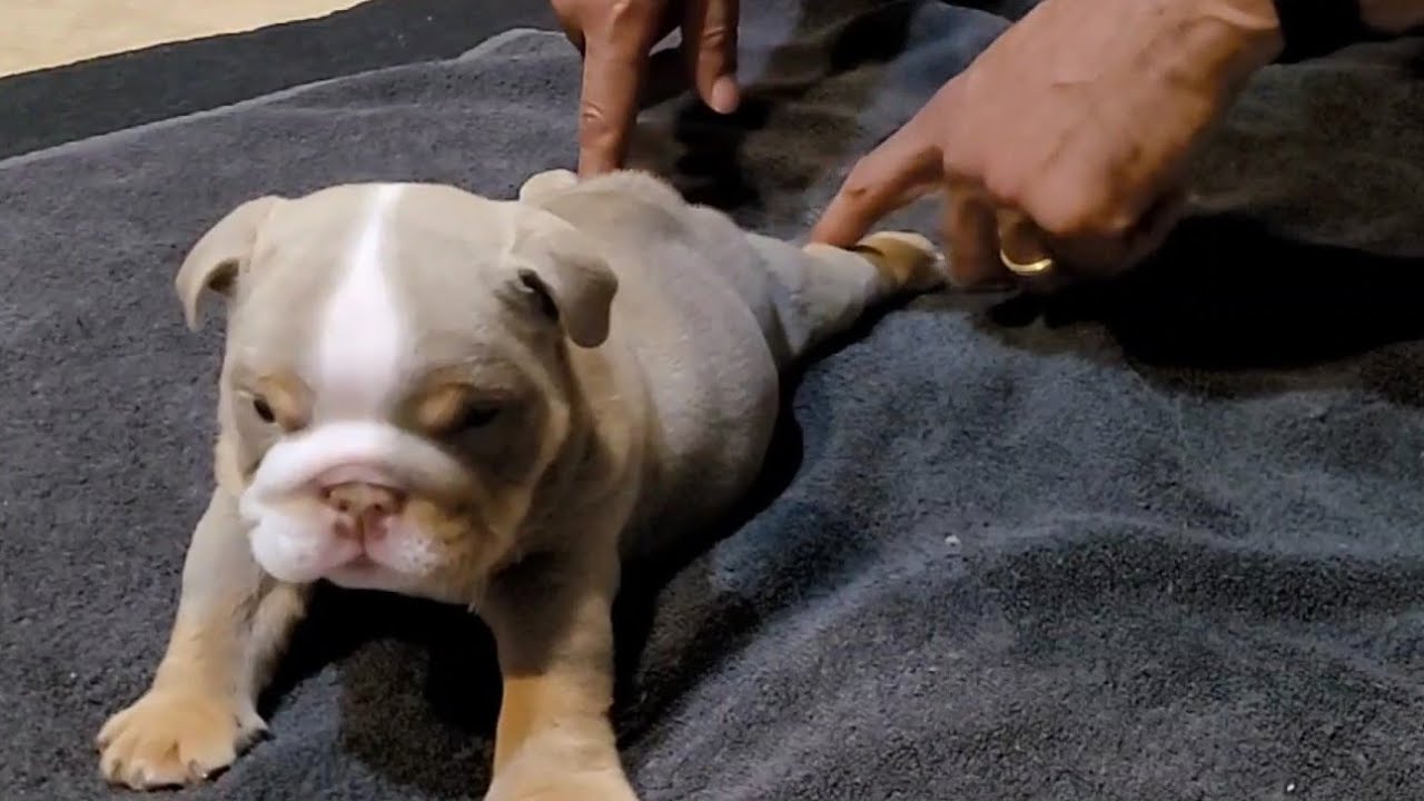 How to Fix Swimmer Puppy Syndrome with Just Tape❗️