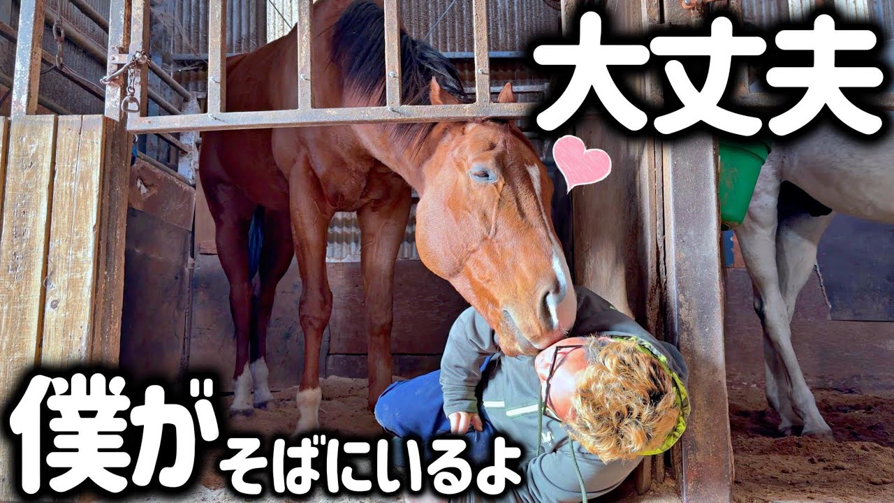 馬は本当に優しいと分かる瞬間。心が本当に辛い時に救ってくれたのは馬たちでした。【ツルマルボーイ様のシモベ】