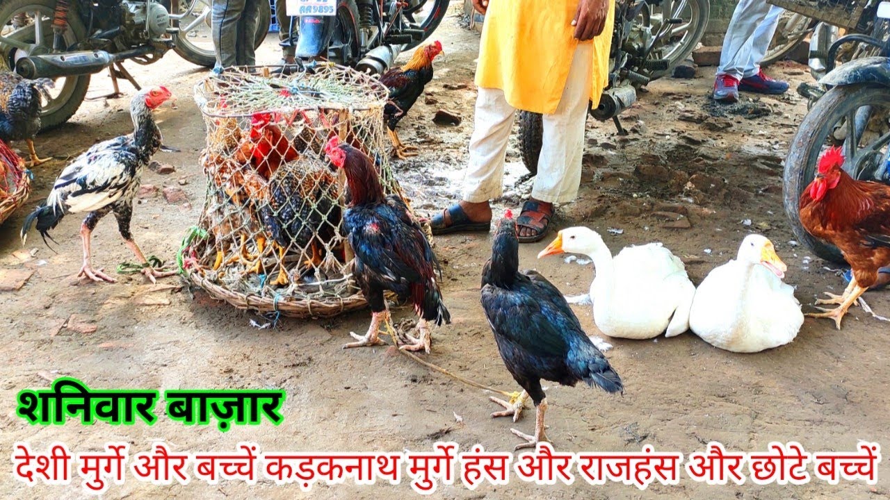 Saturday Market,सभी तरह के मुर्गे बा छोटे बच्चें खरीदें छोटे हंस राजहंस खरगोश और छोटे बच्चें
