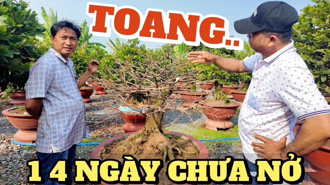 Lặt lá 14 ngày chưa nở Hoàng Mai lo lắng thời tiết 10 ngày tới Huỳnh Tú gật gù cách đi phân đợt cuối