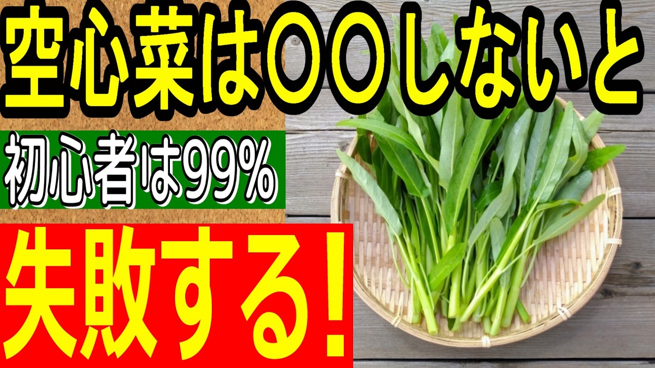 【ズボラでも大丈夫！】無限収穫でコスパ最強！空心菜の育て方