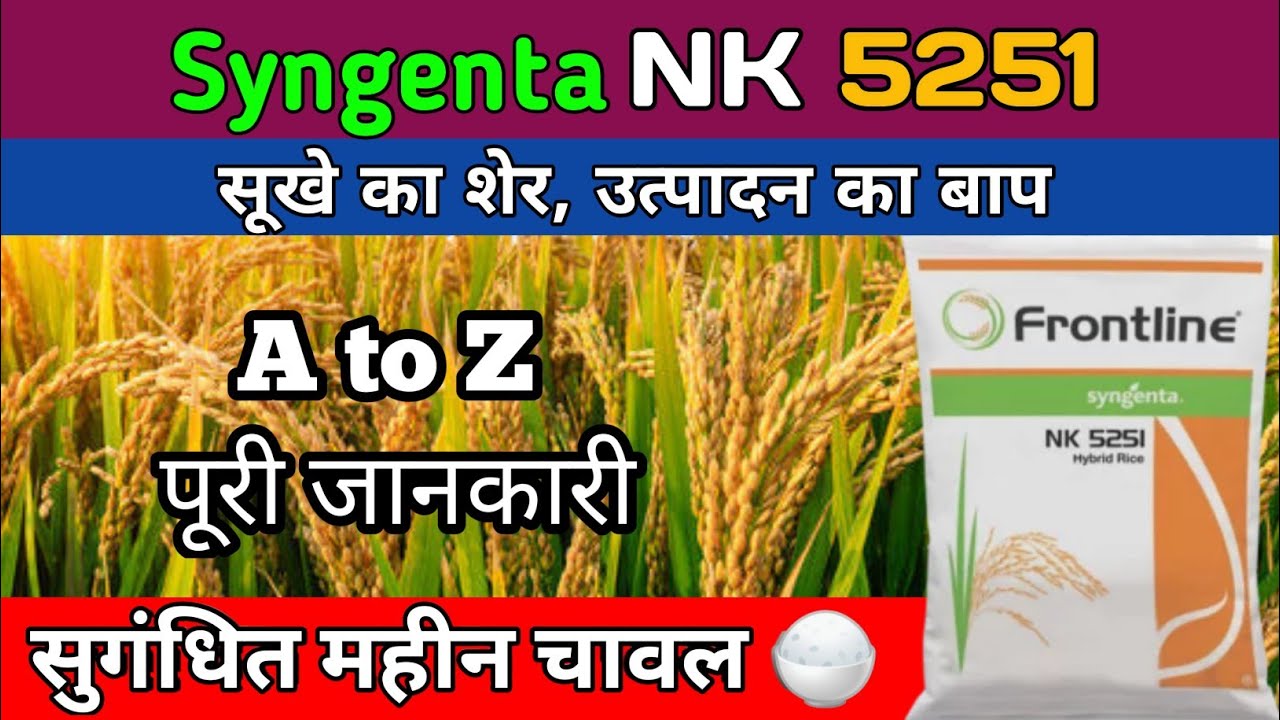 nk5251 hybrid paddy | syngenta nk5251 paddy seed detail info | syngenta 5251 dhan | aromatic rice
