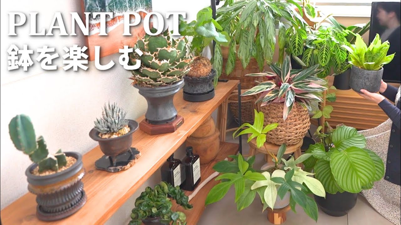 観葉植物の鉢22種を紹介｜IKEA・カインズ他｜PLANT TOUR